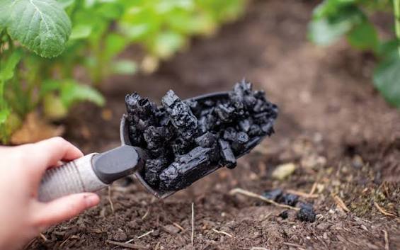 Horticultural Charcoal.