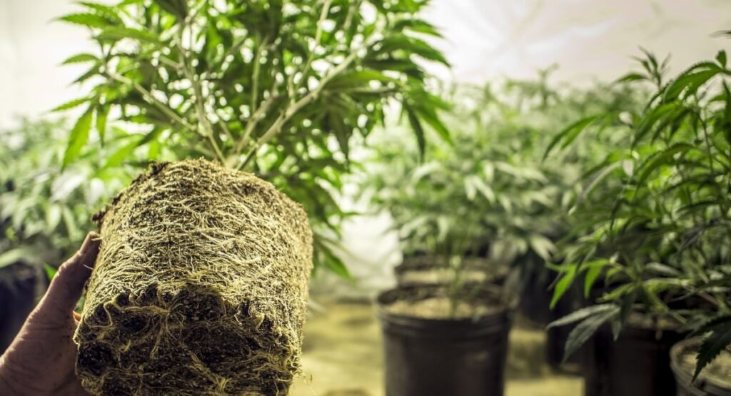 Ideal pH, Pot Choice, and Drainage.Ideal pH, Pot Choice, and Drainage.