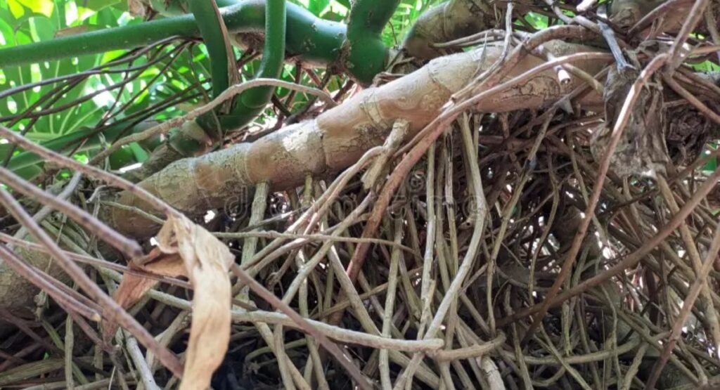 What Monstera Roots Actually Want.