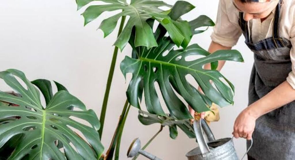 Feeding Your Monstera the Right Way.