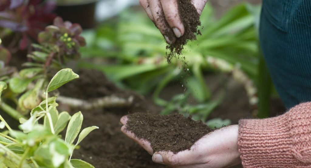 Soil and Potting Basics.