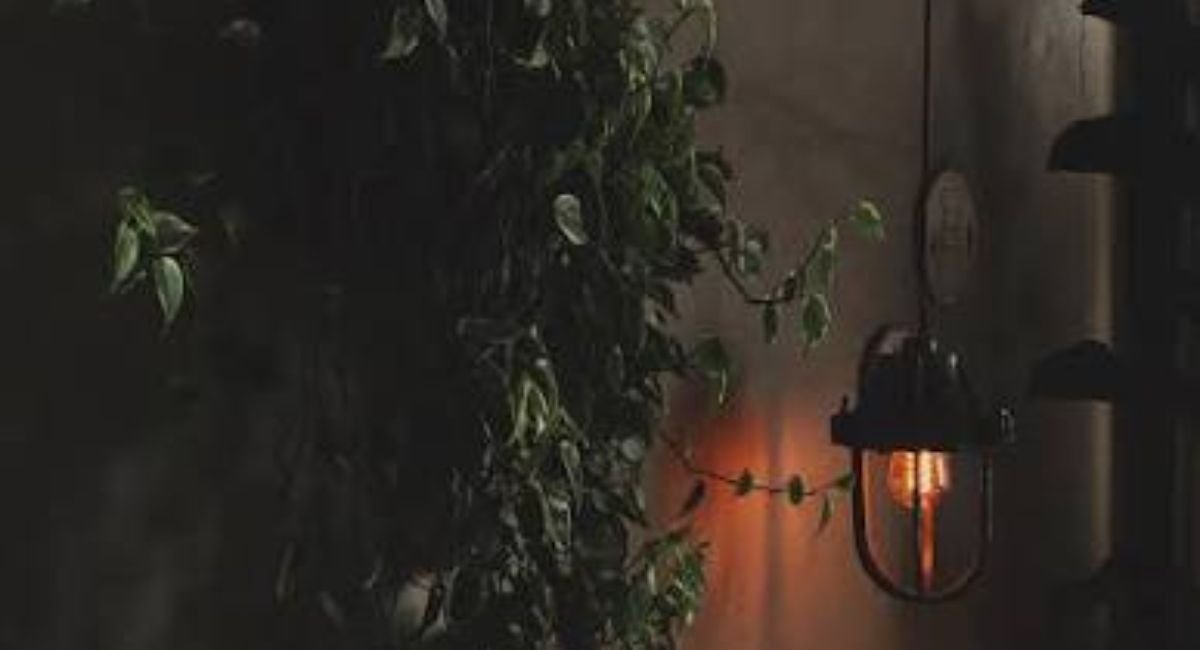 15 Low-Light indoor Plants That Thrive in Dark Rooms.