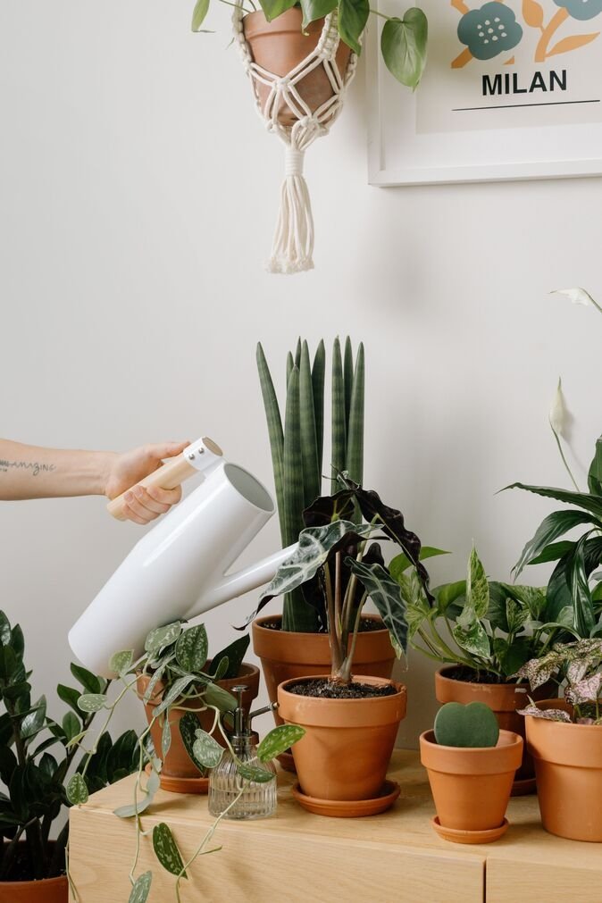 “How Often Should You Really Water Your Snake Plant. 