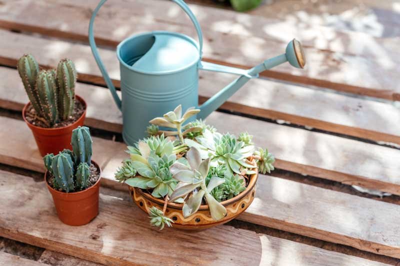 How Often Should You Water Succulents Care?