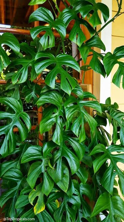 Monstera Plant Care.Complete Beginners Guide.