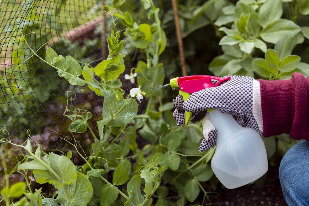 Garden Pest Identification.25 Common Pests in Your Garden