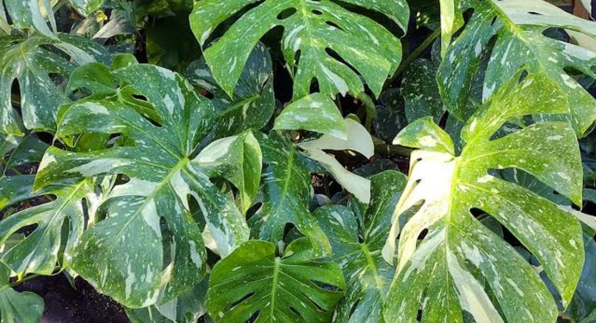 Monstera Plant Care Tips for a Healthy Happy Houseplant.