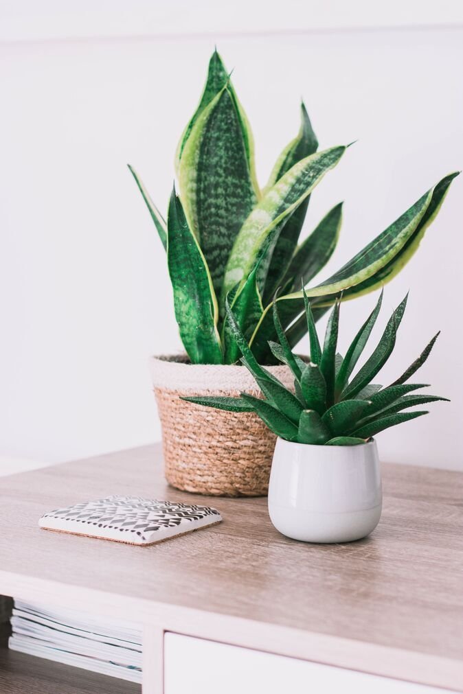 Best Low Light Indoor Plant That Are Easy to Care For