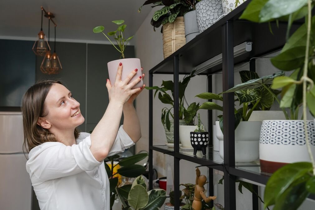 20 Best Low Light Indoor Plants for Beginners