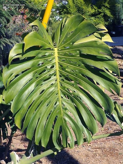11 Amazing Monstera Plant Care Secrets for Big Leaves.