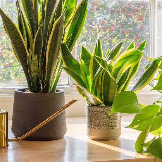 Best Light for Snake Plants: Complete Guide.